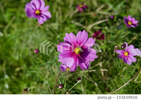 あまがさき武庫川コスモス園（2025年, 兵庫県尼崎市） 133839916