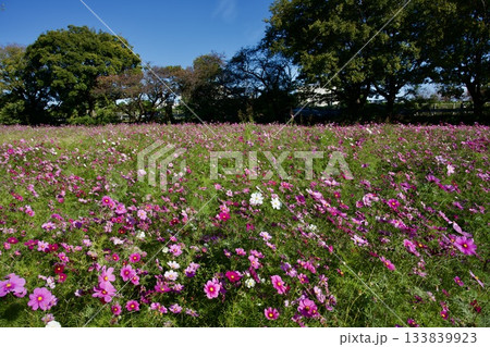 あまがさき武庫川コスモス園(2025年, 兵庫県尼崎市) あまがさき武庫川コスモス園(2025年, 兵庫県尼崎市) 133839923