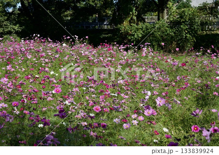 あまがさき武庫川コスモス園(2025年, 兵庫県尼崎市) あまがさき武庫川コスモス園(2025年, 兵庫県尼崎市) 133839924