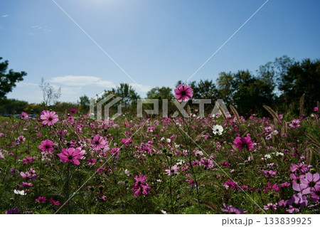 あまがさき武庫川コスモス園（2025年, 兵庫県尼崎市） 133839925
