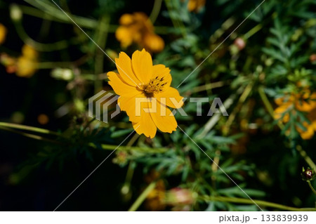 あまがさき武庫川コスモス園（2025年, 兵庫県尼崎市） 133839939