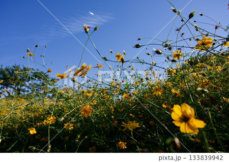 あまがさき武庫川コスモス園（2025年, 兵庫県尼崎市） 133839942