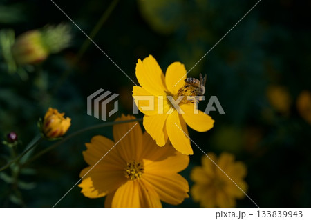 あまがさき武庫川コスモス園（2025年, 兵庫県尼崎市） 133839943