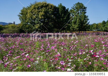あまがさき武庫川コスモス園（2025年, 兵庫県尼崎市） 133839951