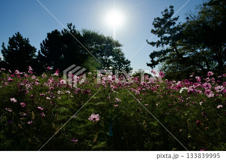あまがさき武庫川コスモス園(2025年, 兵庫県尼崎市) あまがさき武庫川コスモス園(2025年, 兵庫県尼崎市) 133839995