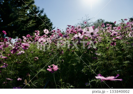 あまがさき武庫川コスモス園（2025年, 兵庫県尼崎市） 133840002