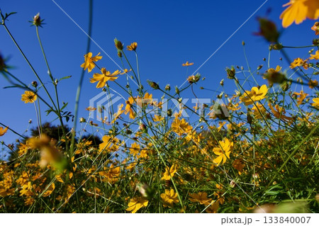 あまがさき武庫川コスモス園（2025年, 兵庫県尼崎市） 133840007