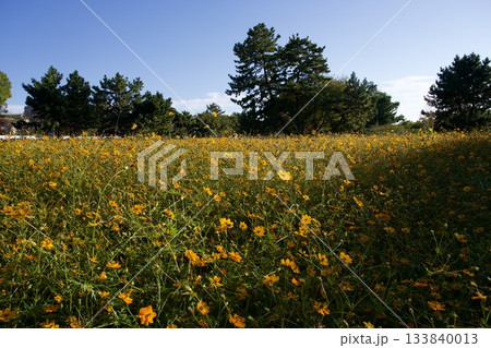 あまがさき武庫川コスモス園(2025年, 兵庫県尼崎市) あまがさき武庫川コスモス園(2025年, 兵庫県尼崎市) 133840013