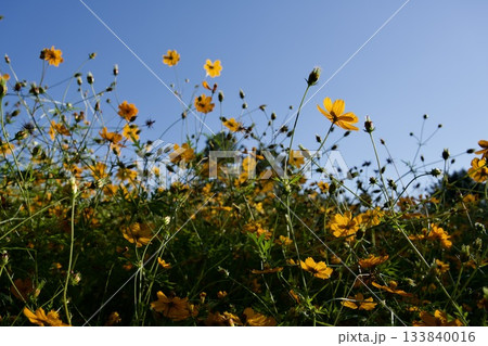 あまがさき武庫川コスモス園(2025年, 兵庫県尼崎市) あまがさき武庫川コスモス園(2025年, 兵庫県尼崎市) 133840016