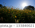 あまがさき武庫川コスモス園（2025年, 兵庫県尼崎市） 133840021