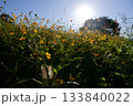 あまがさき武庫川コスモス園（2025年, 兵庫県尼崎市） 133840022