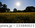 あまがさき武庫川コスモス園（2025年, 兵庫県尼崎市） 133840023