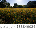 あまがさき武庫川コスモス園（2025年, 兵庫県尼崎市） 133840024