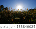 あまがさき武庫川コスモス園（2025年, 兵庫県尼崎市） 133840025