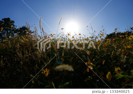 あまがさき武庫川コスモス園（2025年, 兵庫県尼崎市） 133840025