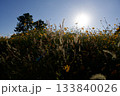 あまがさき武庫川コスモス園（2025年, 兵庫県尼崎市） 133840026