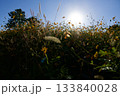 あまがさき武庫川コスモス園（2025年, 兵庫県尼崎市） 133840028