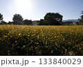あまがさき武庫川コスモス園（2025年, 兵庫県尼崎市） 133840029