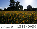 あまがさき武庫川コスモス園（2025年, 兵庫県尼崎市） 133840030