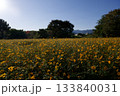 あまがさき武庫川コスモス園（2025年, 兵庫県尼崎市） 133840031