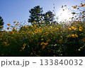 あまがさき武庫川コスモス園（2025年, 兵庫県尼崎市） 133840032