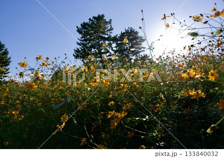 あまがさき武庫川コスモス園（2025年, 兵庫県尼崎市） 133840032