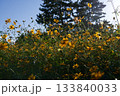 あまがさき武庫川コスモス園（2025年, 兵庫県尼崎市） 133840033