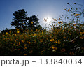 あまがさき武庫川コスモス園（2025年, 兵庫県尼崎市） 133840034