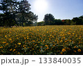 あまがさき武庫川コスモス園（2025年, 兵庫県尼崎市） 133840035