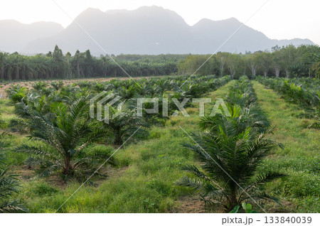 Palm oil plantation rows extending towards hazy distant mountains Palm oil plantation rows extending towards hazy distant mountains 133840039
