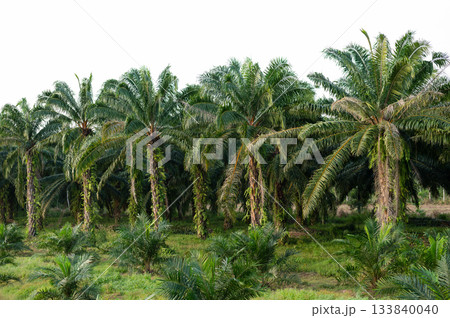 Row of tall palm oil trees against a bright white sky Row of tall palm oil trees against a bright white sky 133840040