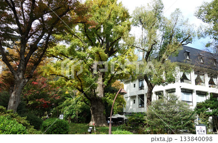 日比谷公園の首賭けイチョウと松本楼(東京都千代田区) 日比谷公園の首賭けイチョウと松本楼(東京都千代田区) 133840098