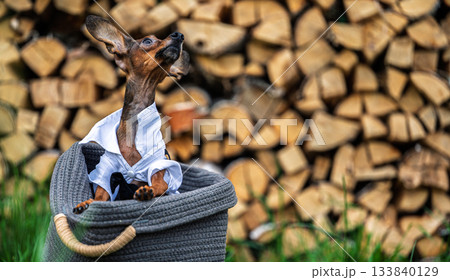 Elegant small dog in formal white shirt looking up, cute puppy in basket ready for party, pet wedding fashion style with copy space Elegant small dog in formal white shirt looking up, cute puppy in basket ready for party, pet wedding fashion style with copy space 133840129