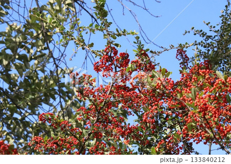 秋の公園に実るピラカンサの赤い実 133840212