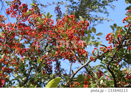 秋の公園に実るピラカンサの赤い実 133840213