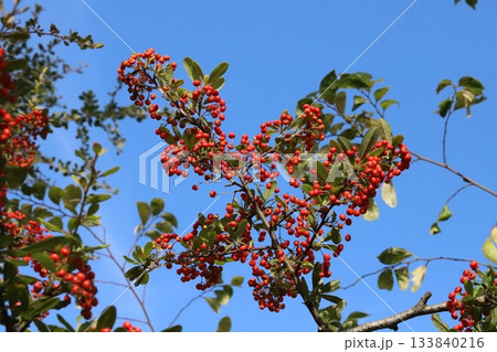 秋の公園に実るピラカンサの赤い実 秋の公園に実るピラカンサの赤い実 133840216