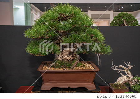 Potted bonsai tree Potted bonsai tree 133840669