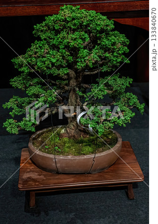 Potted bonsai tree Potted bonsai tree 133840670