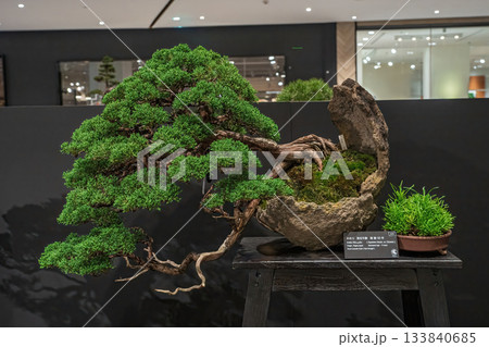 Potted bonsai tree 133840685
