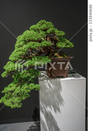 Potted bonsai tree 133840686