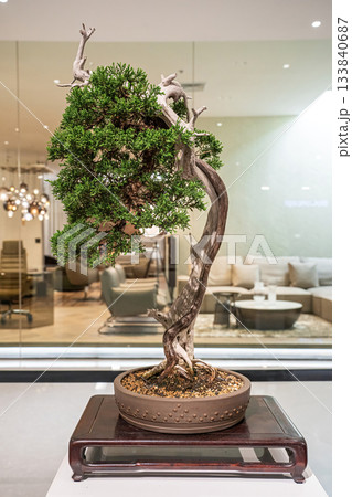 Potted bonsai tree 133840687