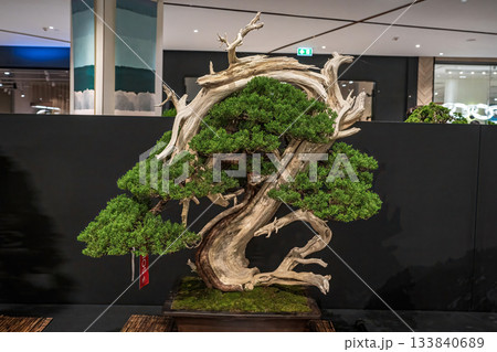 Potted bonsai tree Potted bonsai tree 133840689
