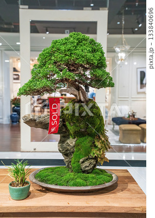 Potted bonsai tree 133840696