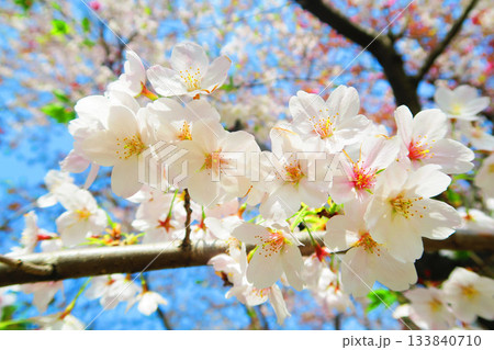 晴天の日の満開の桜の花(ソメイヨシノ)の風景 晴天の日の満開の桜の花(ソメイヨシノ)の風景 133840710