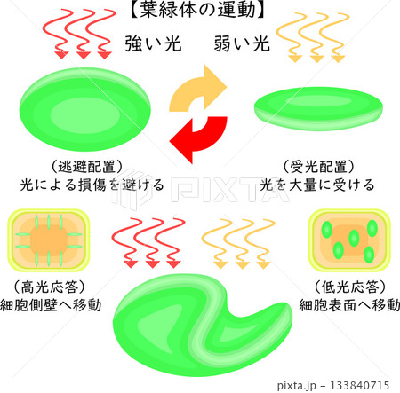 葉緑体の運動　イラスト　日本語　背景なし 133840715
