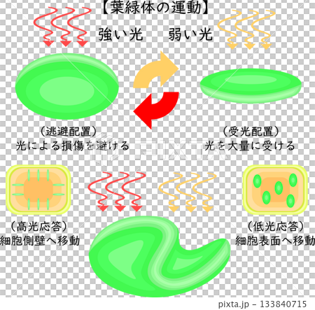 葉緑体の運動　イラスト　日本語　背景なし 133840715