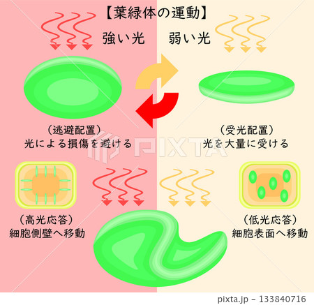 葉緑体の運動 イラスト 日本語 葉緑体の運動 イラスト 日本語 133840716