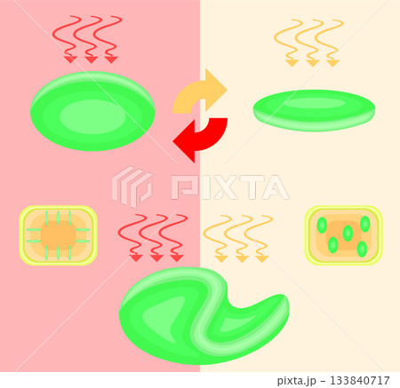 葉緑体の運動 イラスト 葉緑体の運動 イラスト 133840717