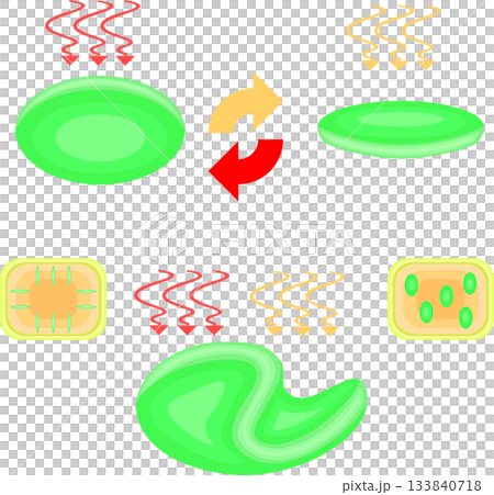 葉緑体の運動　イラスト　背景なし 133840718