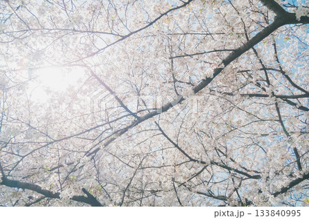 満開の桜と青い空 満開の桜と青い空 133840995
